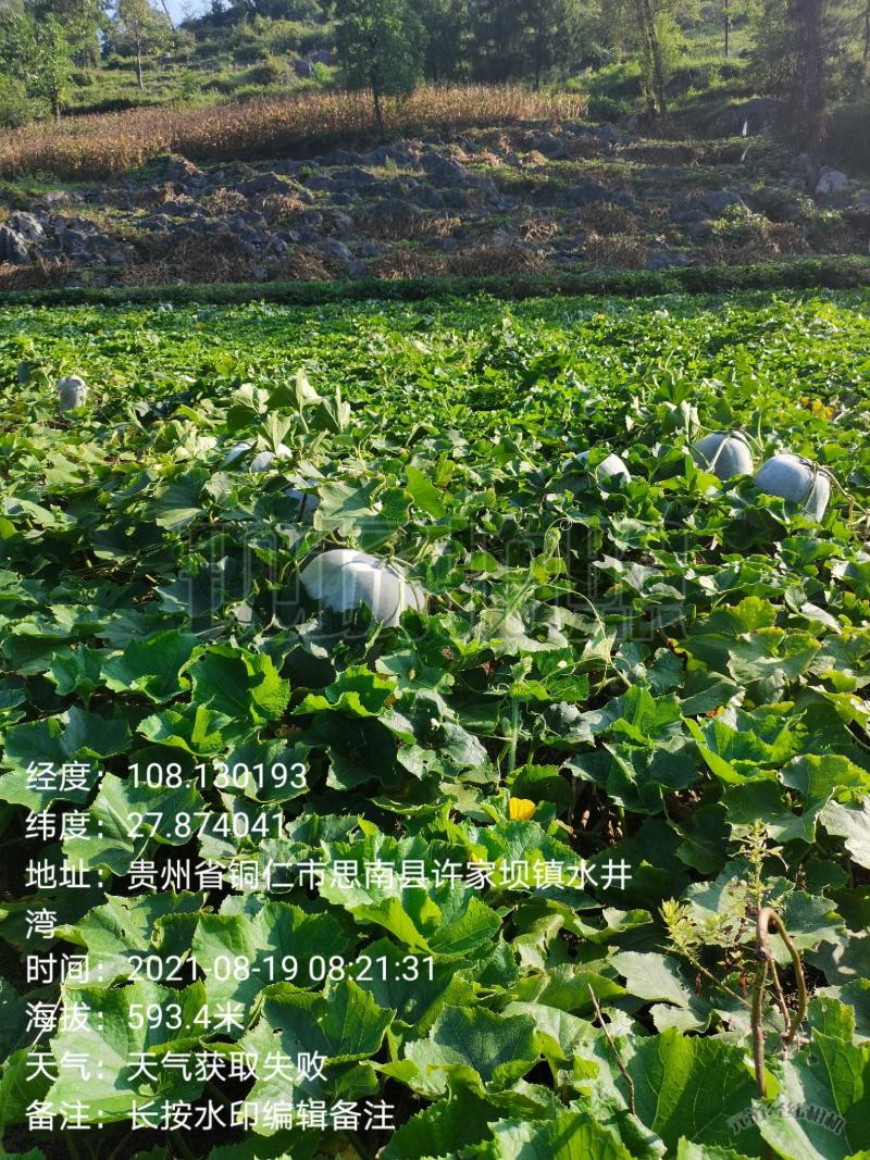 白皮冬瓜