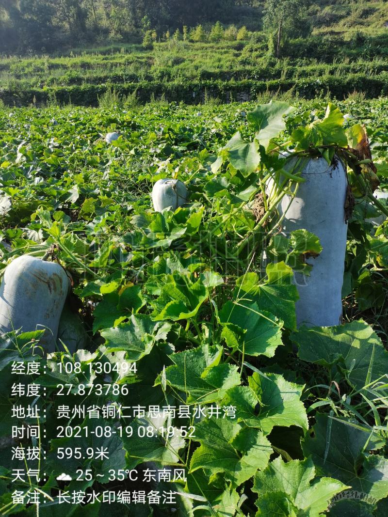 白皮冬瓜