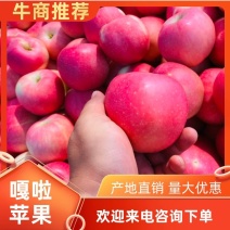 东北辽宁省嘎啦苹果大量上市！产地直发！价格实惠！