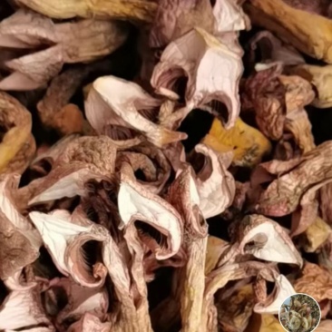 承德产区松树散（肉磨）串，片，烤干片产地直发，物流，快递