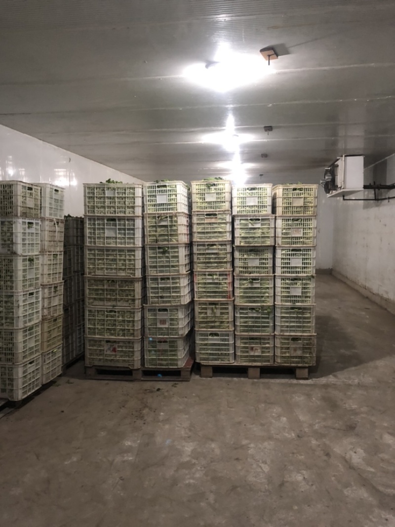 万亩蔬菜基地长期供应各种蔬菜食堂菜欢迎咨询