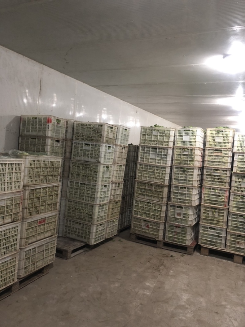 万亩蔬菜基地长期供应各种蔬菜食堂菜欢迎咨询