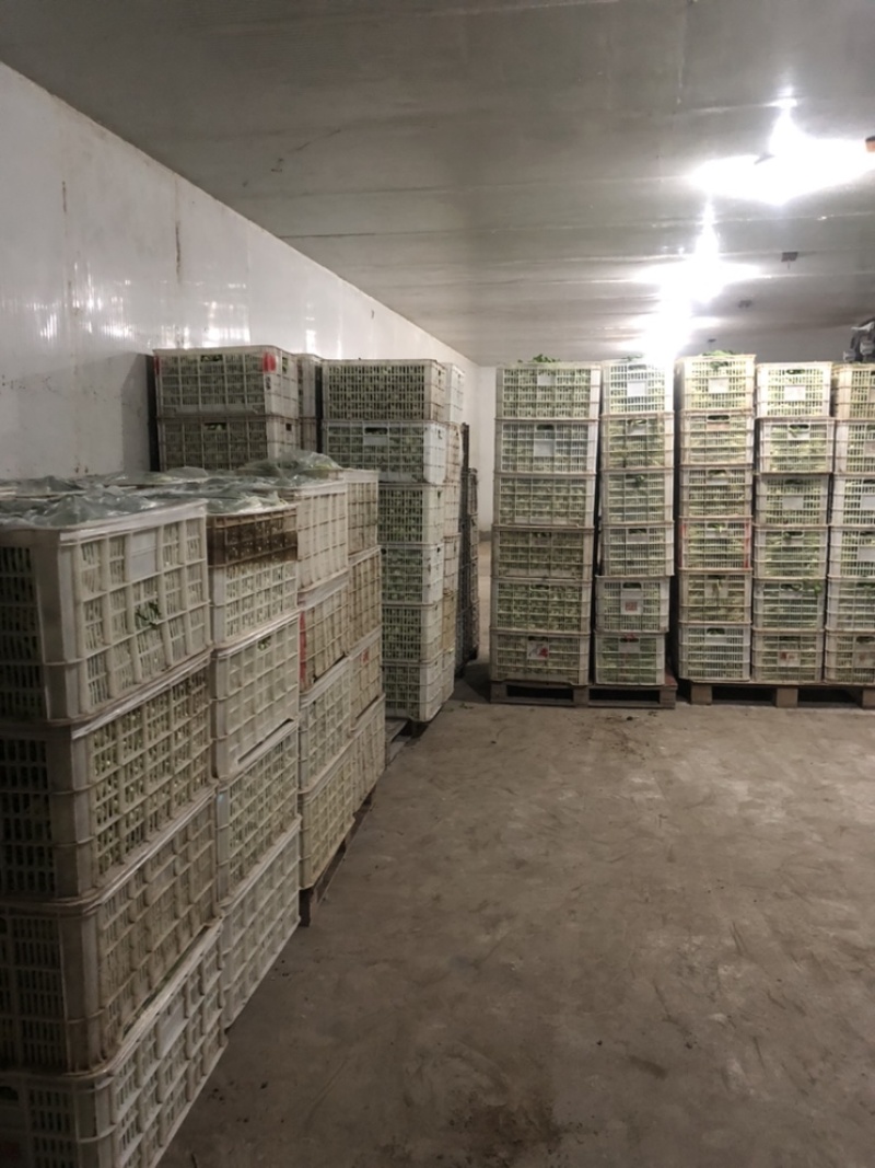 万亩蔬菜基地长期供应各种蔬菜食堂菜欢迎咨询