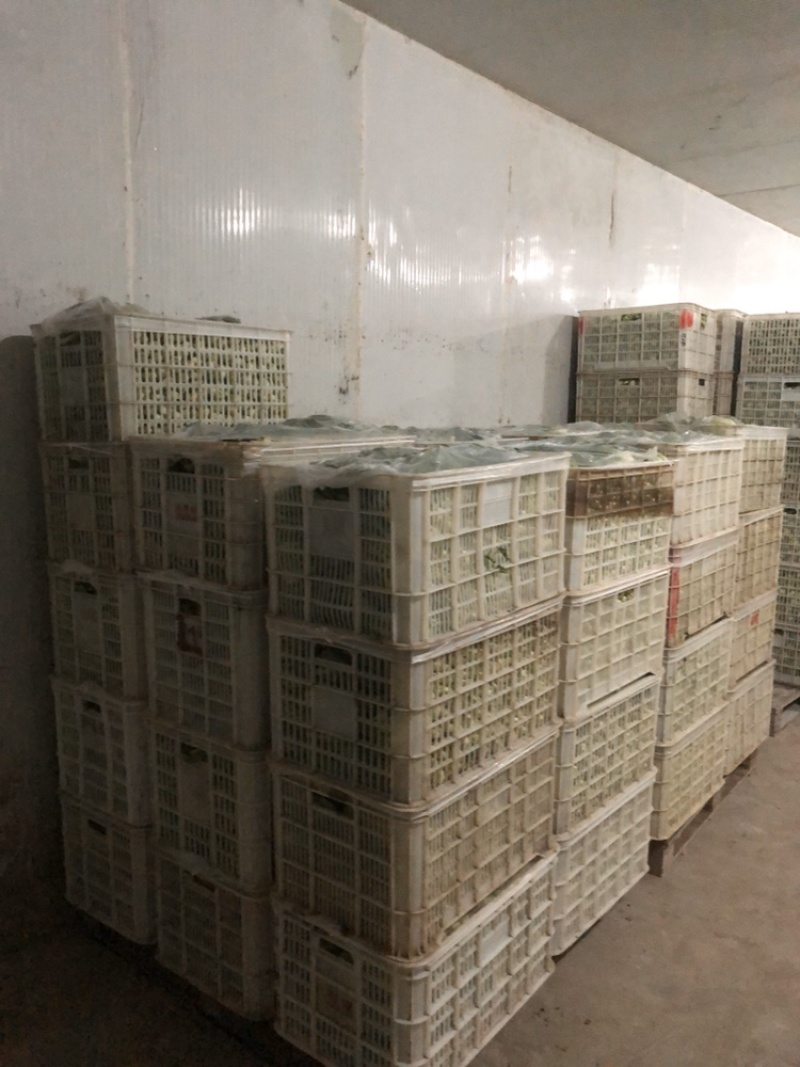 万亩蔬菜基地长期供应各种蔬菜食堂菜欢迎咨询