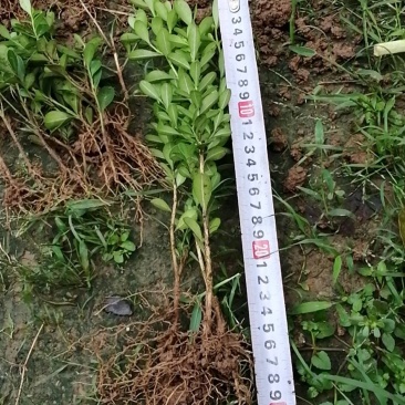 瓜子黄杨小苗（高山）（适合，苗圃，营养钛专用）