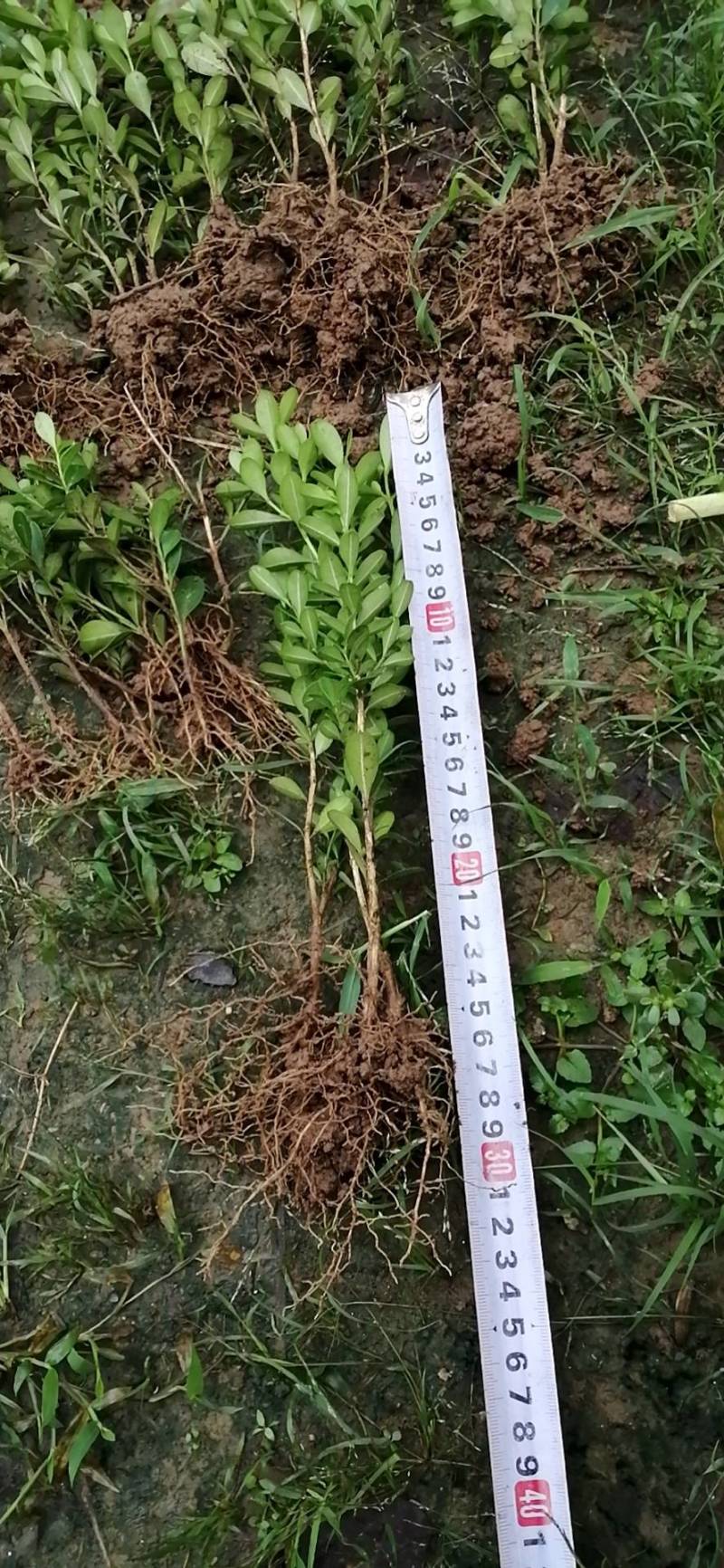 瓜子黄杨小苗（高山）（适合，苗圃，营养钛专用）