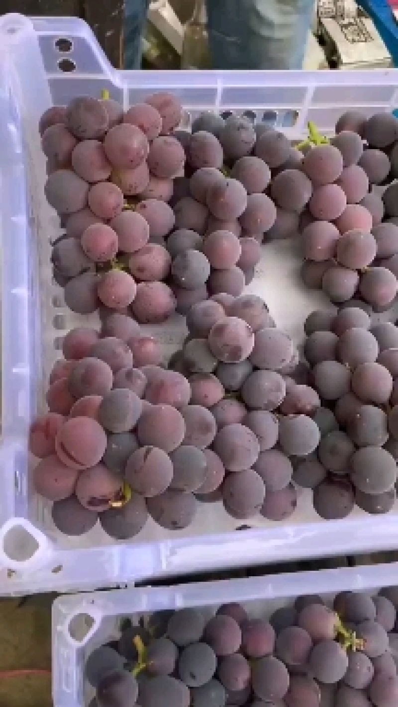 巨峰葡萄，甜，鲜，产地直发，质量保证。欢迎全国各地客商。