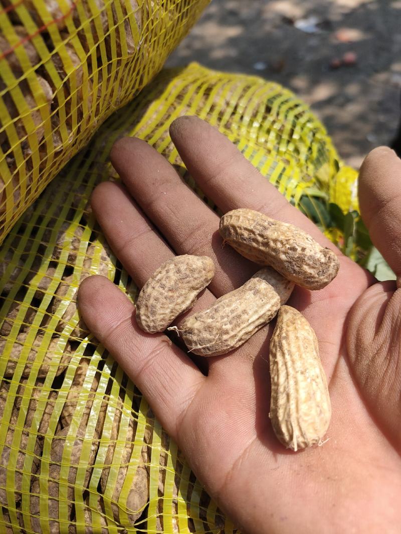 衡水饶阳纯沙土地【鲜花生】大量供应！欢迎定购