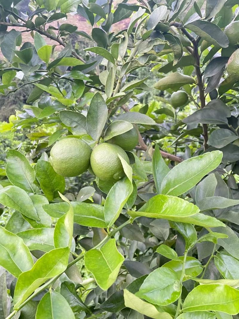 青柠塔西提无籽柠檬又称无籽柠檬，功效多多