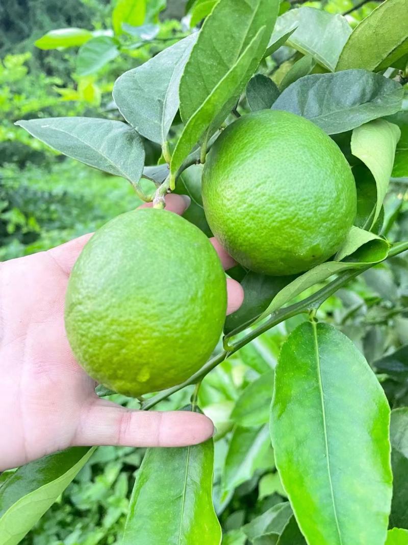 青柠塔西提无籽柠檬又称无籽柠檬，功效多多