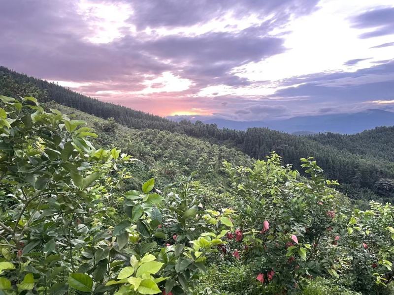 青柠塔西提无籽柠檬又称无籽柠檬，功效多多