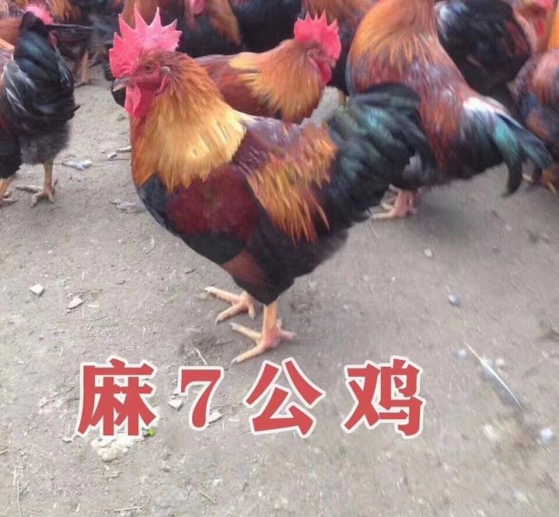 【广州科农亿羽孵化场】麻鸡苗等各种鸡苗，品种齐全，欢迎洽谈