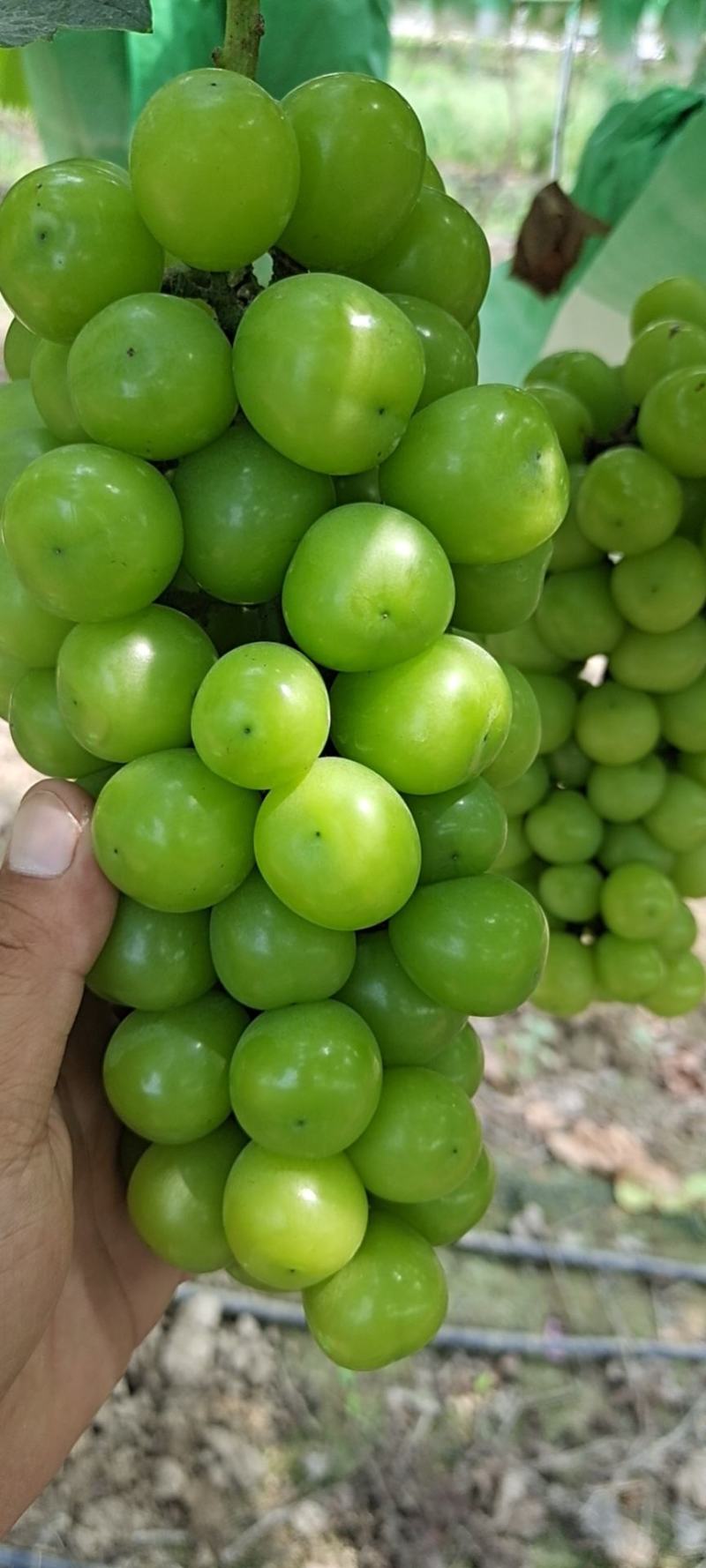 阳光玫瑰大量10到13克底糖15以上单串1.5斤左右