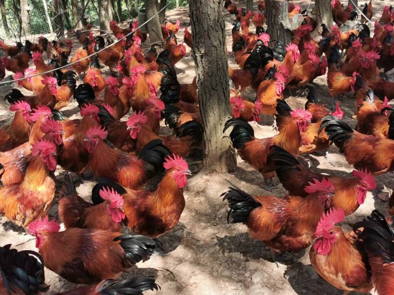 重庆土鸡金品红瑶土鸡，山林中全散养，肉质紧实，全年不断货