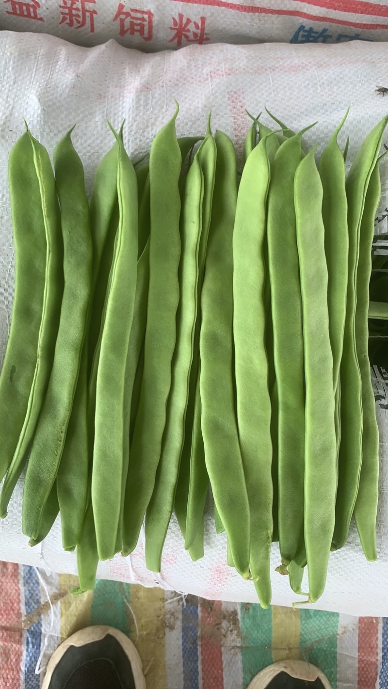 大棚一级豆角
