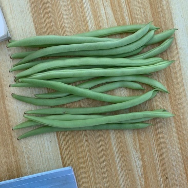 大棚一级豆角