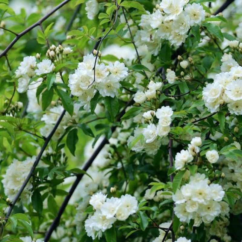 木香苗花苗红木香苗黄木香白木香四季浓香庭院爬藤