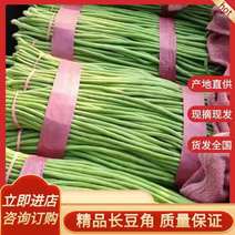 河北邯郸长豆角，细长，颜色绿，欢迎全国各地老板采购