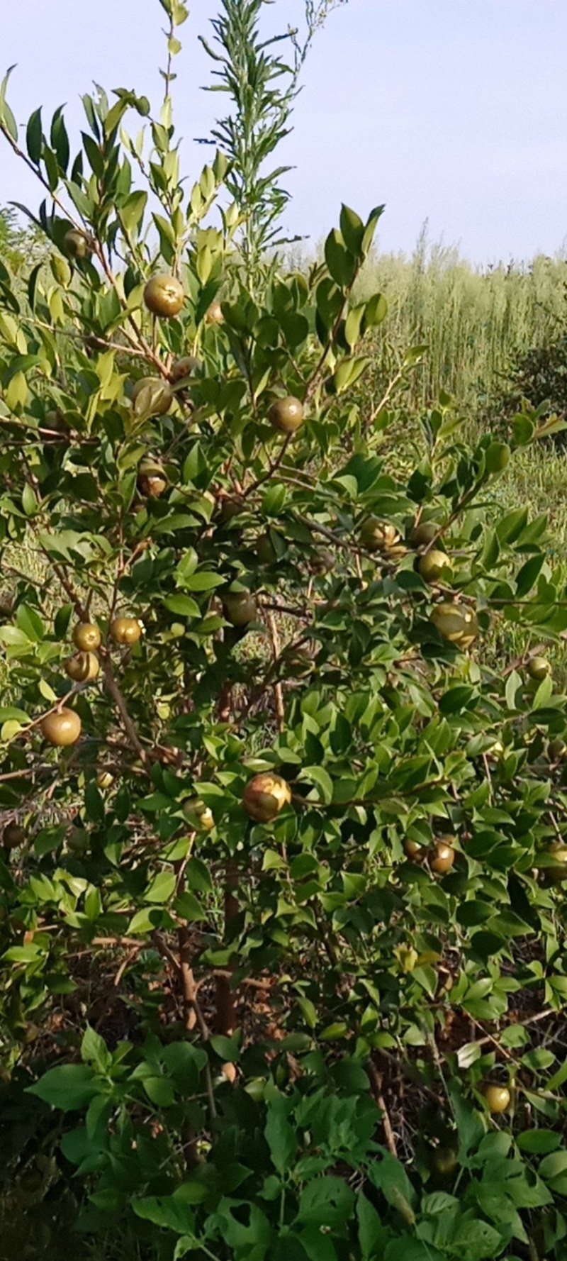 湖南省祁阳市油茶鲜果预售