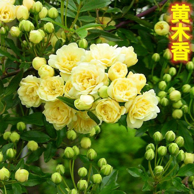 木香苗花苗红木香苗黄木香白木香四季浓香庭院爬藤