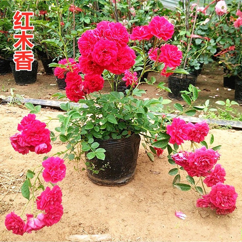 木香苗花苗红木香苗黄木香白木香四季浓香庭院爬藤