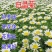 白晶菊种子花卉种子景观绿化办公室盆栽阳台用花种小白菊种子