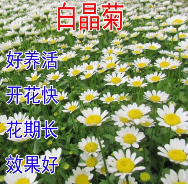 白晶菊种子花卉种子景观绿化办公室盆栽阳台用花种小白菊种子