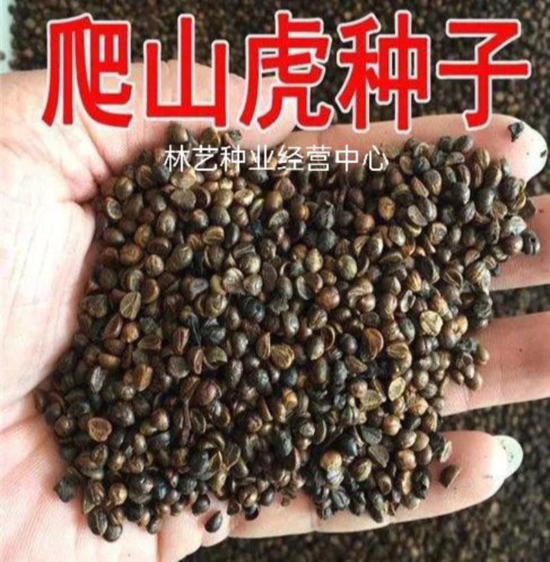 爬山虎种子四季常青耐寒易种室外阳台庭院爬藤爬墙观叶植物