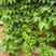 爬山虎种子四季常青耐寒易种室外阳台庭院爬藤爬墙观叶植物