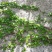 爬山虎种子四季常青耐寒易种室外阳台庭院爬藤爬墙观叶植物