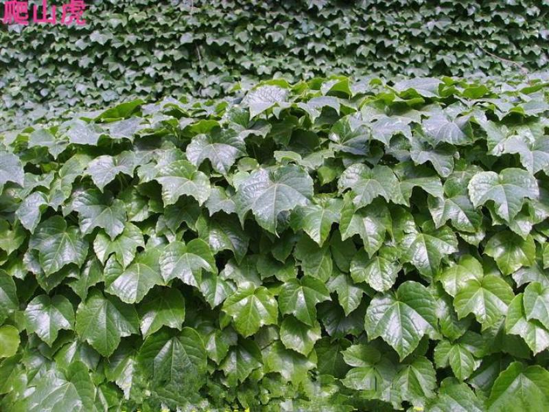 爬山虎种子四季常青耐寒易种室外阳台庭院爬藤爬墙观叶植物