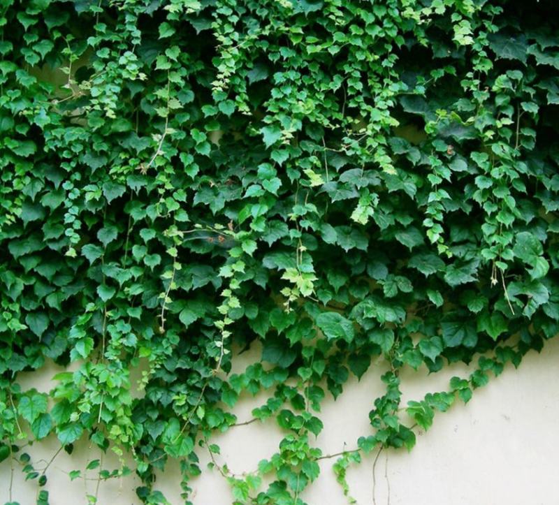 爬山虎种子四季常青耐寒易种室外阳台庭院爬藤爬墙观叶植物