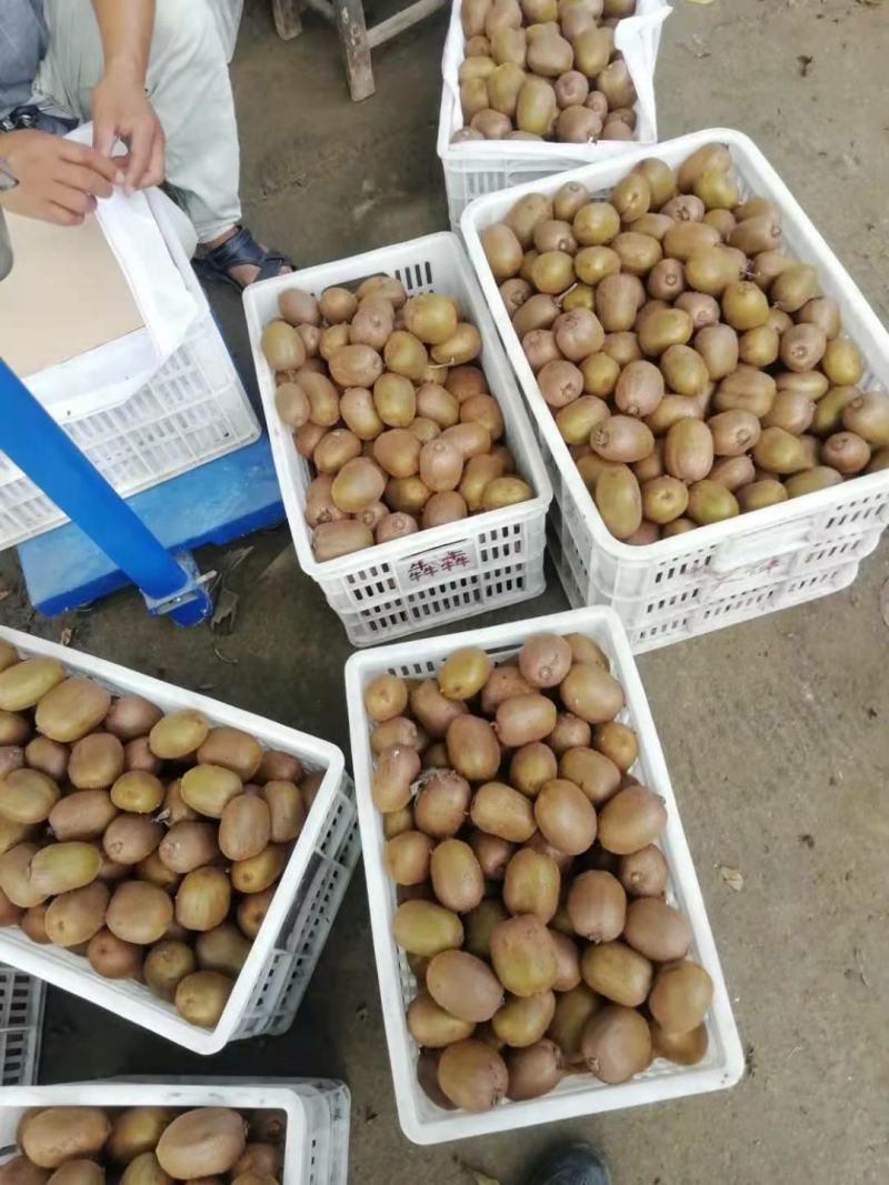 精品猕猴桃，高甜度猕猴桃大量上市，货量充足。