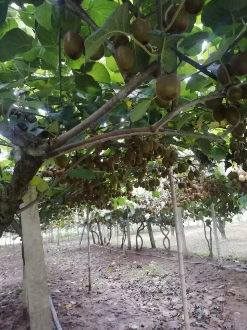 精品猕猴桃，高甜度猕猴桃大量上市，货量充足。