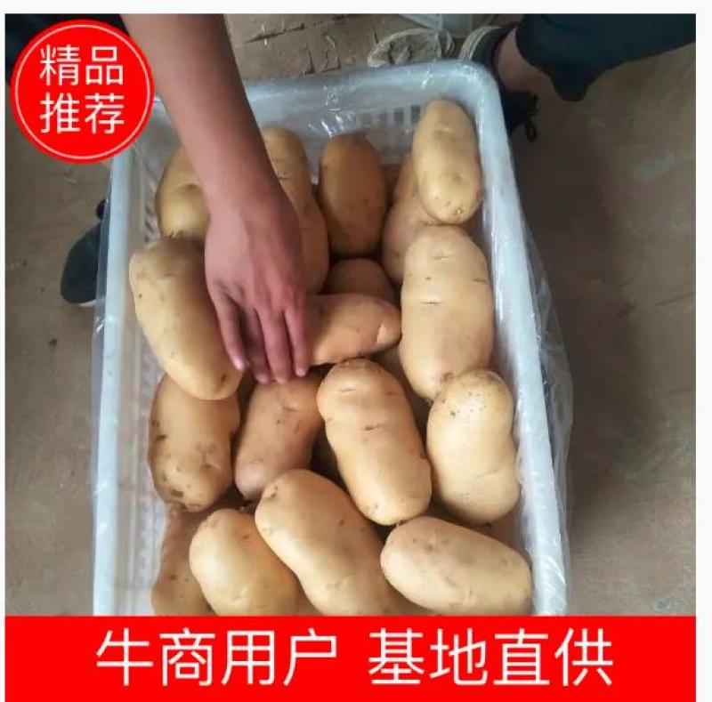 《产地直供》全国发货山东荷兰十五大棚土豆