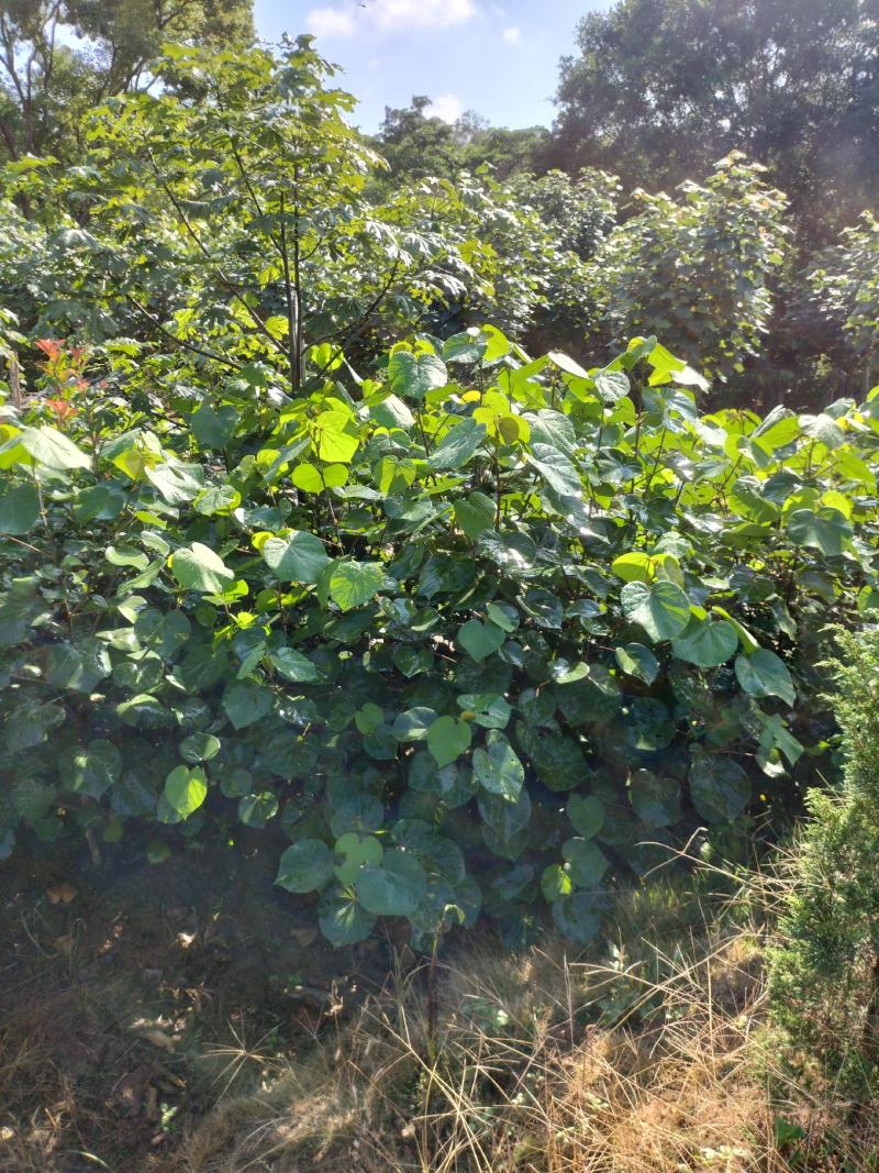 黄槿50-80高杯苗