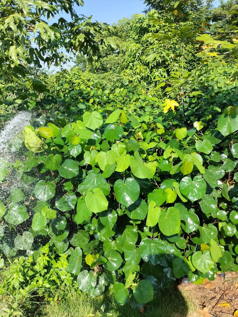 黄槿50-80高杯苗