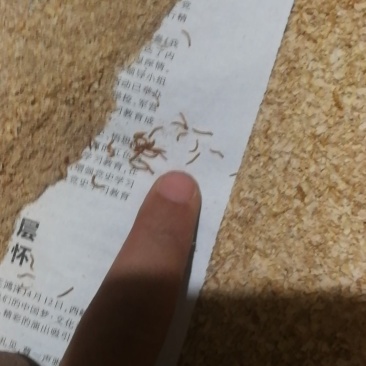各种规格黄粉虫常年供货，把好质量关是我们的宗旨