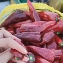 山西忻州津红线椒各种鲜辣椒大量上市，价格美丽欢迎下单