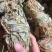 金钱草今年新货小扎无硫货颜色好干度好