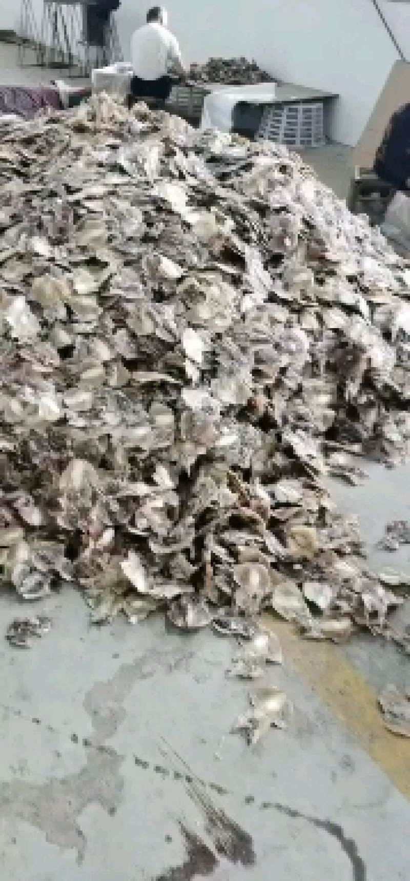 【**推荐】浙江东海墨鱼干水产海鲜一手货源口感鲜嫩全国批发