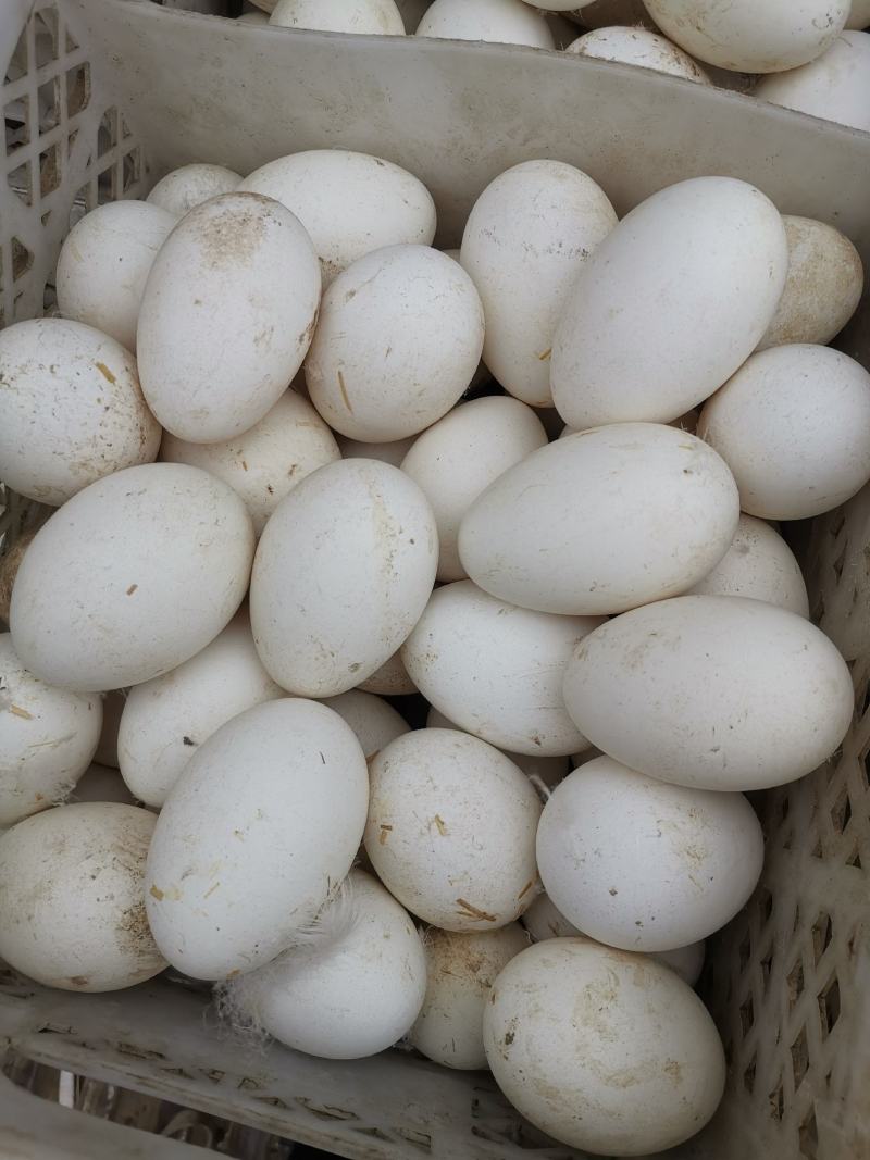 金润蛋品