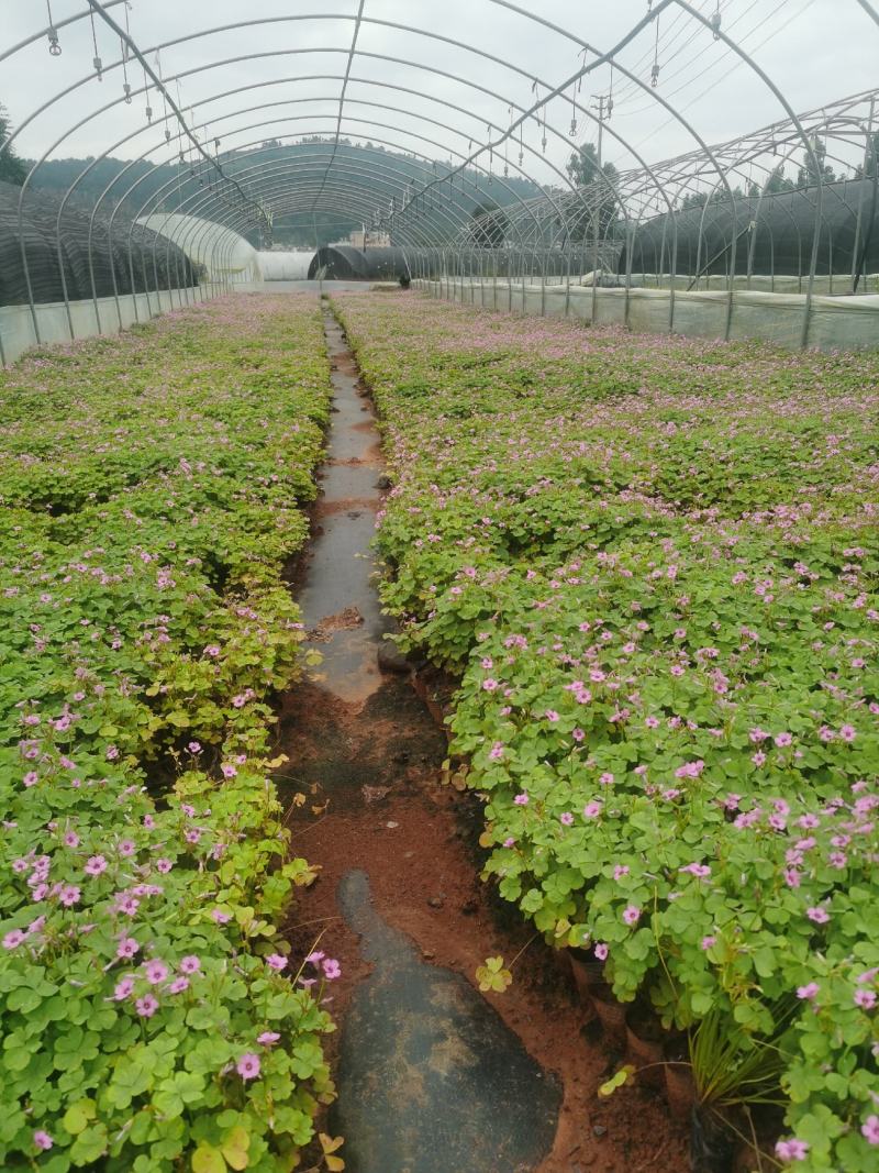 露天红花醡酱草，冠幅好！苗圃直供，满袋！叶水好！