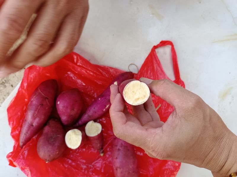 沙地天目小香薯产地直发口感好条形好质量保证欢迎来电沟通
