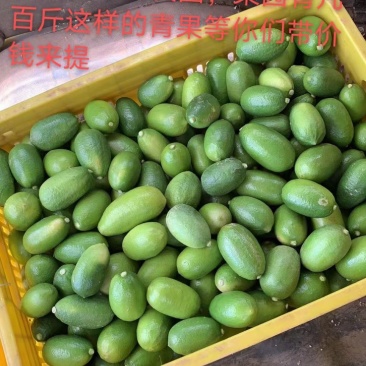 香水柠檬一一有想法可以聊聊