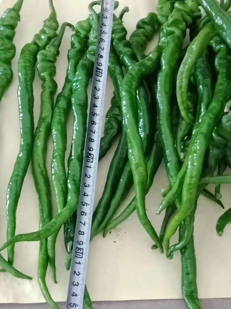 渭南大荔辣椒大量供应中螺丝椒现货批发量大价优
