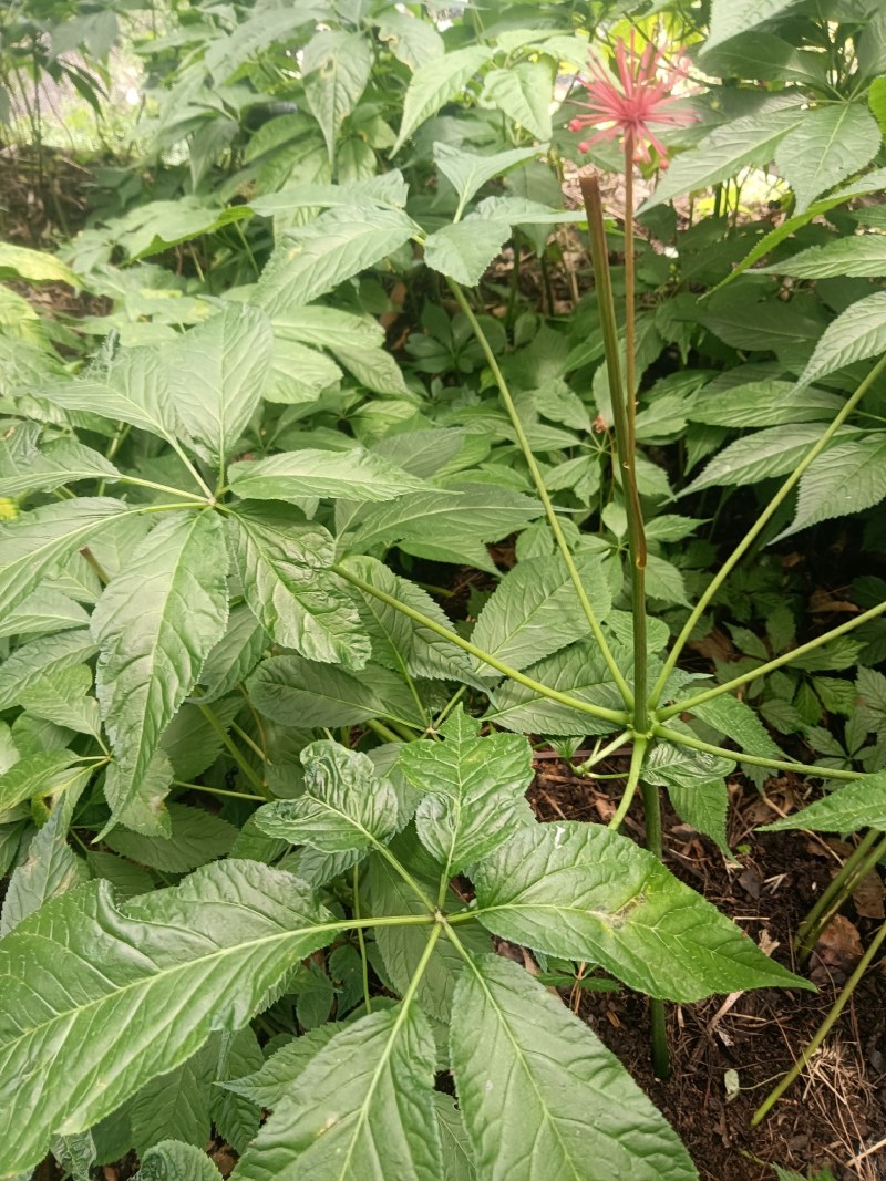 需要竹节参的联系我有一吨左右