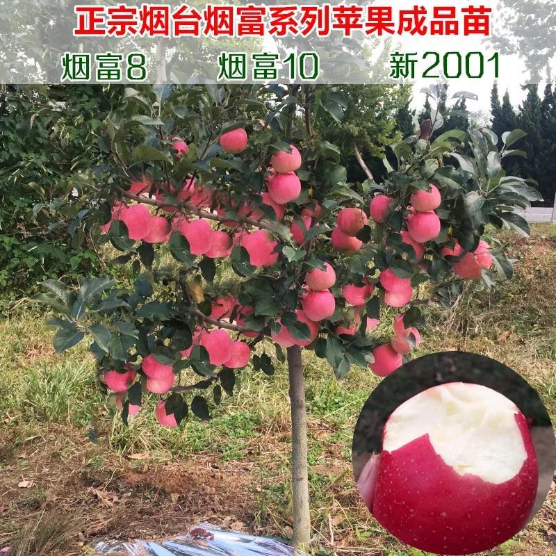 烟富3烟富8烟富10苹果苗品种保证死苗免费补发
