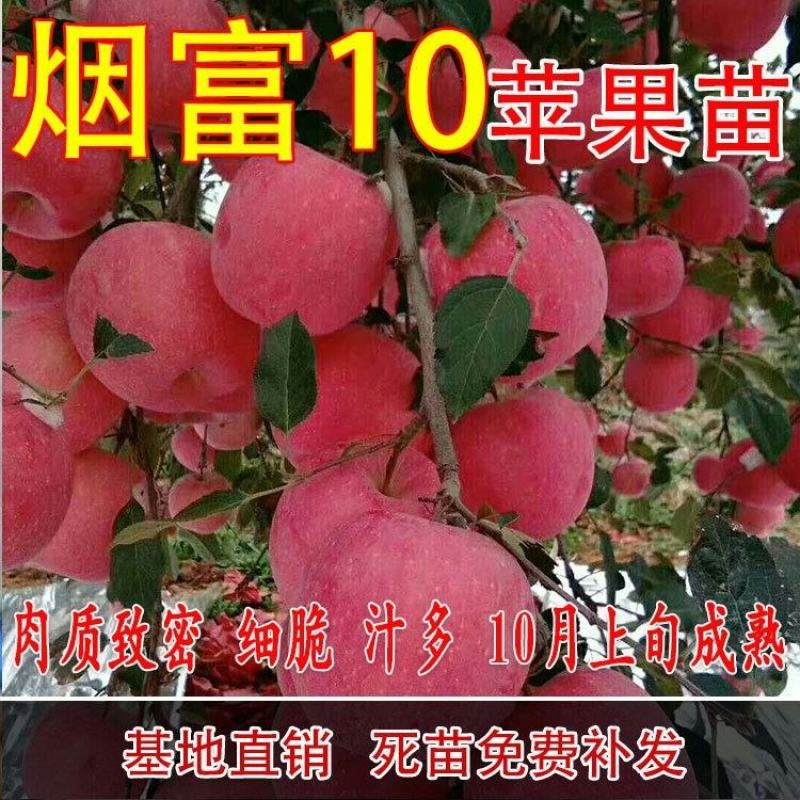 烟富3烟富8烟富10苹果苗品种保证死苗免费补发