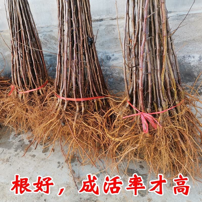 烟富3烟富8烟富10苹果苗品种保证死苗免费补发
